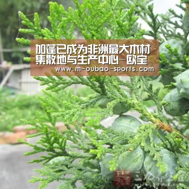 加蓬已成为非洲最大木材集散地与生产中心-欧宝体育app(图1) 欧宝体育